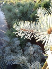 Ezüstfenyő  Edith, Picea pungens, 60 - 70 cm, kont. 5l