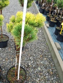Havasi törpefenyő Carlsten´s, Pinus mugo 80 - 100 cm, kont. 5l