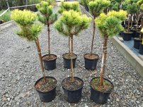 Havasi törpefenyő Carlsten´s, Pinus mugo 80 - 100 cm, kont. 5l