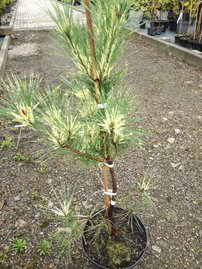 Japán erdeifenyő Oculus Draconis, Pinus densiflora, 50 - 70 cm, kont. 5l