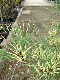 Japán erdeifenyő Oculus Draconis, Pinus densiflora, 50 - 70 cm, kont. 5l