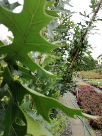 Oszlopos mocsári tölgy Green Pillar, Quercus palustris 170 - 180 cm, kont. 10I