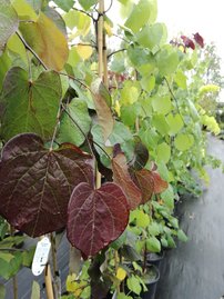 Júdásfa Ruby Falls, Cercis canadensis, 180 – 200 cm, kont. 20l