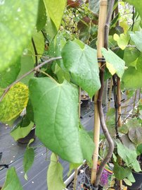 Júdásfa, Cercis canadensis, Levander Twist, 160 – 180 cm, kont.15l