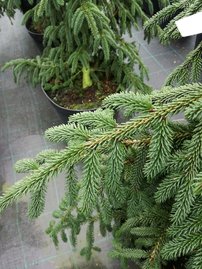 Keleti luc Aureospicata, Picea orientalis 90 -95 cm, kont. 15l