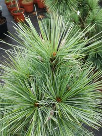Törpefenyő, Wiethorst, Pinus x schwerinii, kont. C3,  20 – 40 cm