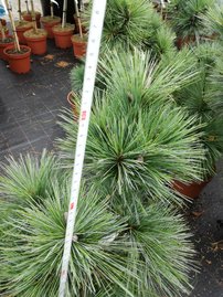 Törpefenyő, Wiethorst, Pinus x schwerinii, kont. C3,  20 – 40 cm