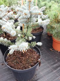 Ezüstfenyő  Fruhling Gold, Picea pungens, 30 - 40 cm, kont. 5l