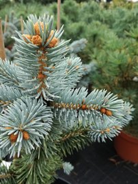 Ezüstfenyő  Fruhling Gold, Picea pungens, 30 - 40 cm, kont. 5l