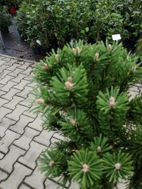 Havasi törpefenyő Benjamin, Pinus mugo, 50 - 80 cm, kont. 7l