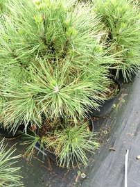 Feketefenyő Spielberg, Pinus nigra, 30 - 40 cm, kont. 5l