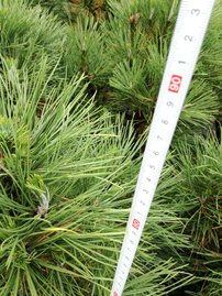 Feketefenyő Spielberg, Pinus nigra, 30 - 40 cm, kont. 5l