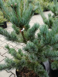 Japán selyemfenyő Tempelhof, Pinus parviflora, kont. C7 , 60-70 cm