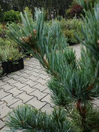 Japán selyemfenyő Tempelhof, Pinus parviflora, kont. C7 , 60-70 cm