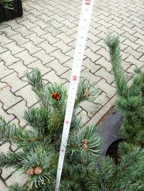 Japán selyemfenyő Tempelhof, Pinus parviflora, kont. C7 , 60-70 cm