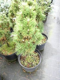 Feketefenyő Richard, Pinus nigra, 50 - 70 cm, kont. 10l