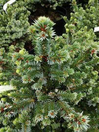 Szerb lucfenyő Pimoko, Picea omorika 25 - 35 cm, kont. 5l