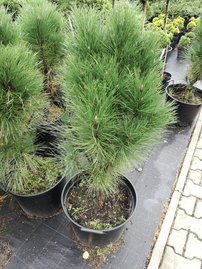 Feketefenyő Rondelo, Pinus nigra, 60 - 90 cm, kont. 7l