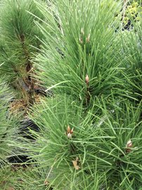 Feketefenyő Rondelo, Pinus nigra, 60 - 90 cm, kont. 7l