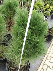 Feketefenyő Rondelo, Pinus nigra, 60 - 90 cm, kont. 7l