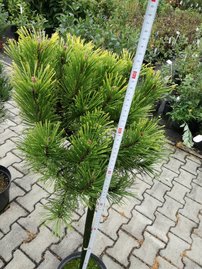 Feketefenyő  Globosum , Pinus nigra 40 - 90 cm, kont. 5l