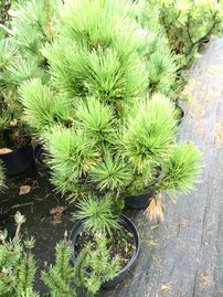 Havasi törpefenyő Misty, Pinus mugo, 90 - 100 cm, kont. 15l