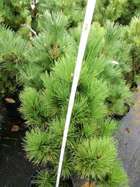 Havasi törpefenyő Misty, Pinus mugo, 90 - 100 cm, kont. 15l