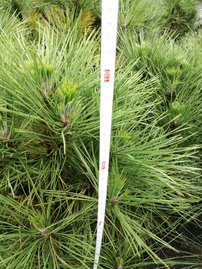 Feketefenyő Spielberg, Pinus nigra, 30 - 40 cm, kont. 5l