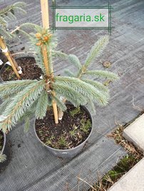 Engelmann fenyő, spp. Mexicana Pervana, Picea engelmannii, 40 – 50 cm, kont. 3l