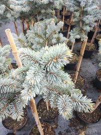 Ezüstfenyő Glauca Globosa, Picea pungens 30 - 35 cm, kont. 3l