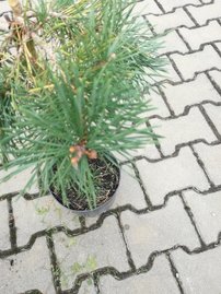 Erdeifenyő Hillside creeper, Pinus sylvestris, 30 - 35 cm, kont. 3l