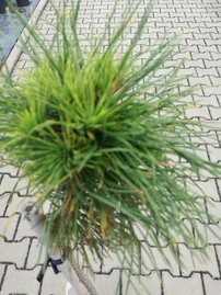 Havasi törpefenyő  Varella, Pinus mugo 70 - 75 cm, kont. 3l