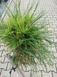 Havasi törpefenyő Varella, Pinus mugo 70 - 75 cm, kont. 3l