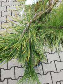 Japán erdeifenyő Pendula, Pinus densiflora, 95 - 100 cm, kont. 5l
