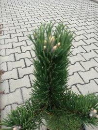 Feketefenyő Oregon Green, Pinus nigra, 40 – 50 cm, kont. 5l