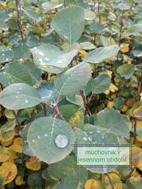 Fanyarka Martin, Amelanchier alnifolia kont. 0,5 l