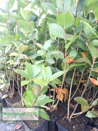Fekete berkenye , Aronia x prunifolia Nero kont. 3l
