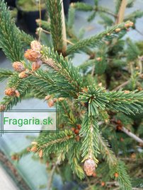 Közönséges lucfenyő Finedonensis, Picea abies 30 - 40 cm, kont. 3l