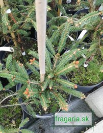 Közönséges lucfenyő Finedonensis, Picea abies 30 - 40 cm, kont. 3l