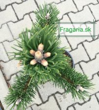 Feketefenyő Oregon Green, Pinus nigra, 40 – 50 cm, kont. 5l