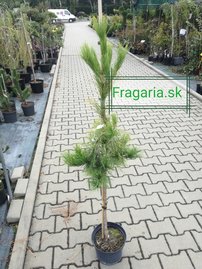 Japán erdeifenyő Pendula, Pinus densiflora, 95 - 100 cm, kont. 5l