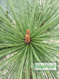 Jeffrey fenyő Joppi, Pinus jeffreyi Joppi, 50 - 55 cm, kont. 5l