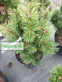 Havasi törpefenyő Alpenzwerg, Pinus mugo 50 - 55 cm, kont. 5l