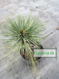 Jeffrey fenyő Joppi, Pinus jeffreyi Joppi, 30 - 35 cm, kont. 3l