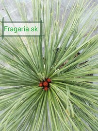 Jeffrey fenyő Joppi, Pinus jeffreyi Joppi, 30 - 35 cm, kont. 3l