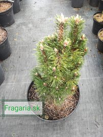Feketefenyő Komet, Pinus nigra, 35 - 40 cm, kont. 7l
