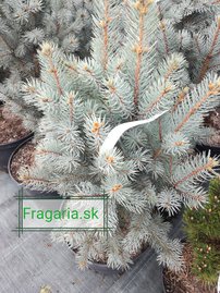 Ezüstfenyő Iseli Fastigiata, Picea pungens 40 - 55 cm, kont. 5l