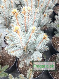 Ezüstfenyő Iseli Fastigiata, Picea pungens 40 - 55 cm, kont. 5l