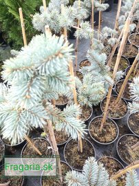 Ezüstfenyő  Bialobok, Picea pungens 50- 55 cm, kont. 3l