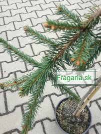 Közönséges lucfenyő Inversa, Picea abies 30 - 40 cm, kont. 3l